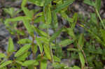 False spotted St. Johnswort